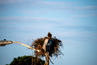 Hawk- osprey